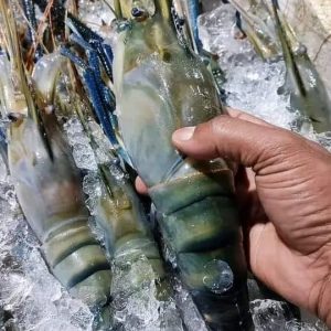 ৫ কেজি নদীর ডিমওয়ালা তরকারি চিংড়ি ২০০০ টাকা