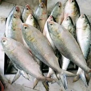 ৮ পিস মাছে ৫ কেজি= ১৭০০ টাকা।