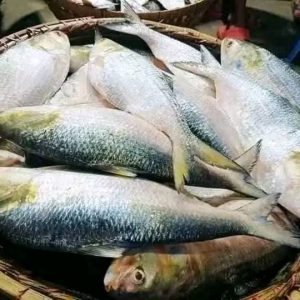 ১০ পিস মাছে ৫ কেজি =১৫০০ টাকা।