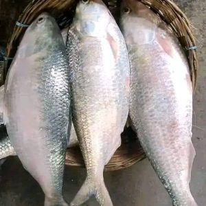৫ পিস মাছে ৫ কেজি= ২৫০০ টাকা।