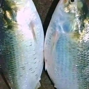 রূপচাঁদা ৪০০ টাকা কেজি